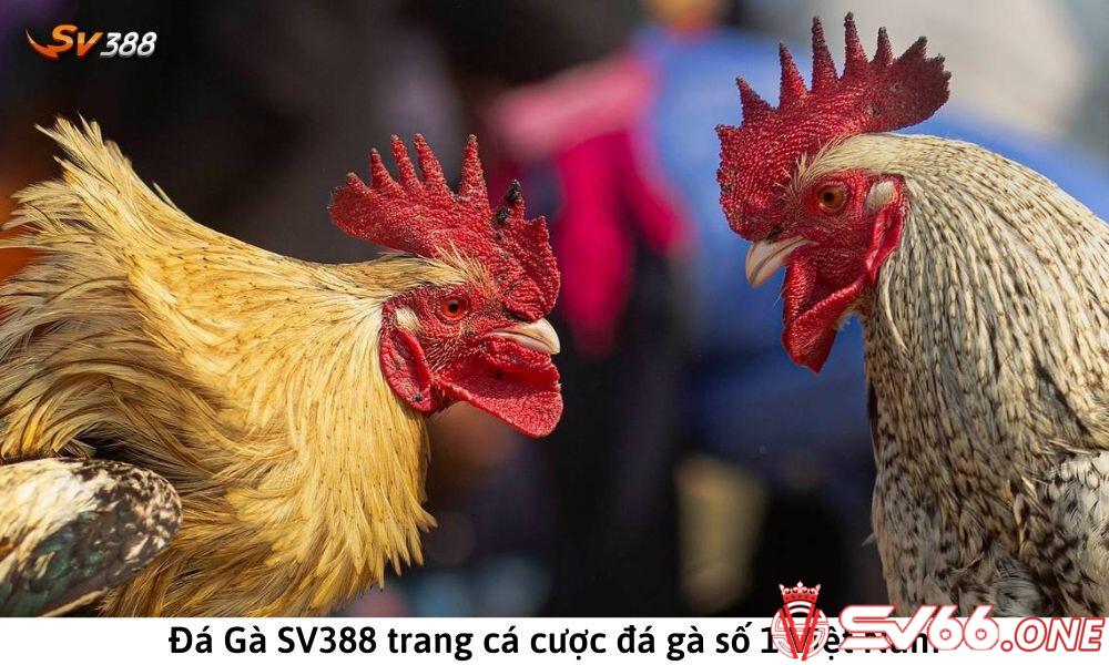 Đá gà SV388 - Top nhà cái đá gà online uy tín 2023 