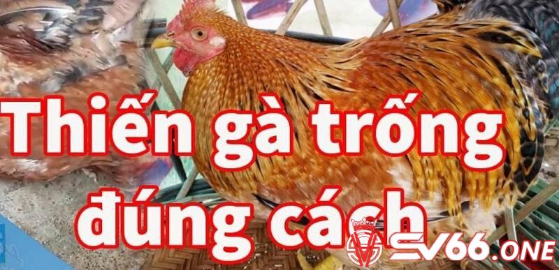 Lợi ích của việc thiến gà đúng cách